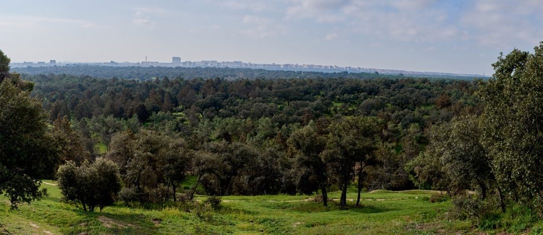 PROYECTO: Redacción del plan director de la Casa de Campo (2020) – UTE parques forestales